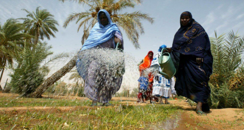 موريتانيا تستعد لاعتماد التأمين الزراعي القائم على المؤشرات